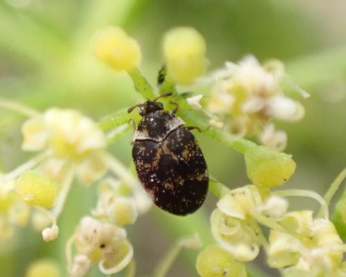 Réf. 292 802 : Anthrenus sp.
